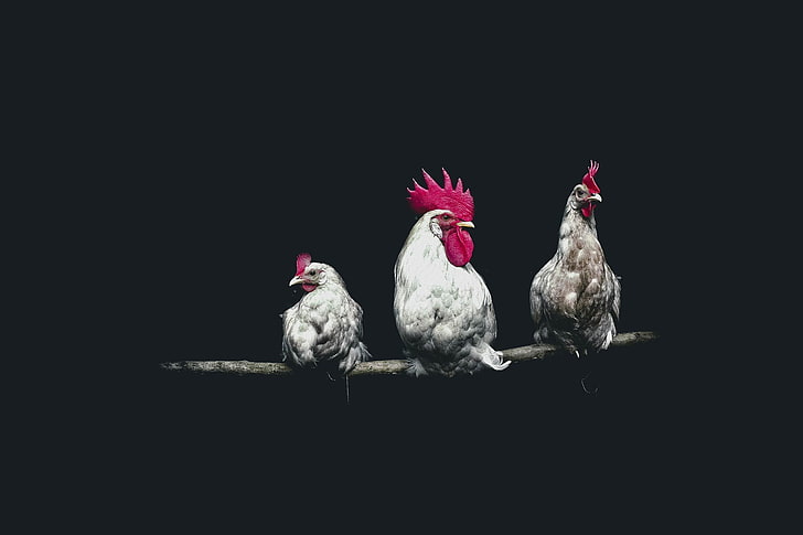 uccelli, buio, galline, galli, Sfondo HD
