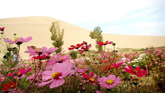 Feld, blumig, Blumenfeld, erstaunlich, Landschaft, Sommer, Blume, HD-Hintergrundbild HD wallpaper