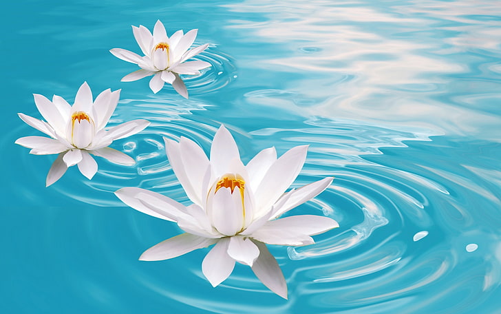 fiori di loto bianco, acqua, giglio, loto, Sfondo HD