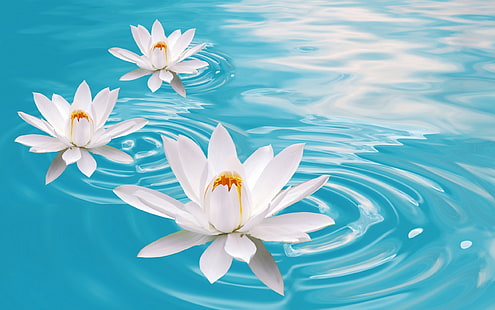 white lotus flowers, water, Lily, Lotus, HD wallpaper HD wallpaper