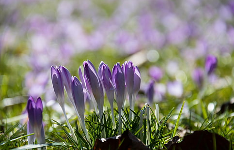 purple and white Crocus flowers closeup photo, crocus, Crocus, purple, white, closeup, photo, Trelleborg, flower, krokus, lila, exif, focal_length, mm, aperture, ƒ / 7, geo, country, camera, iso_speed, model, canon eos, 760d, state, geo:location, lens, ef, s18, f/3.5, city, nature, plant, green Color, close-up, springtime, freshness, summer, beauty In Nature, HD wallpaper HD wallpaper