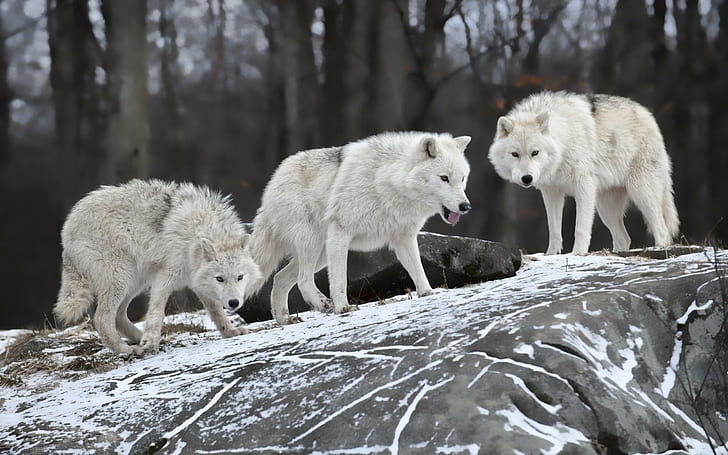 Animales, 2560x1600, lobo, hd, ultra hd, 4K, blanco, lobos, Fondo de  pantalla HD | Wallpaperbetter