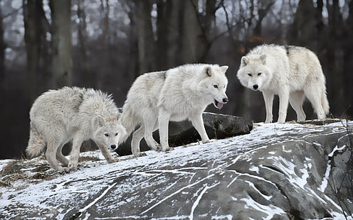zwierzęta, 2560x1600, wilk, hd, ultra hd, 4K, biały, wilki, Tapety HD HD wallpaper