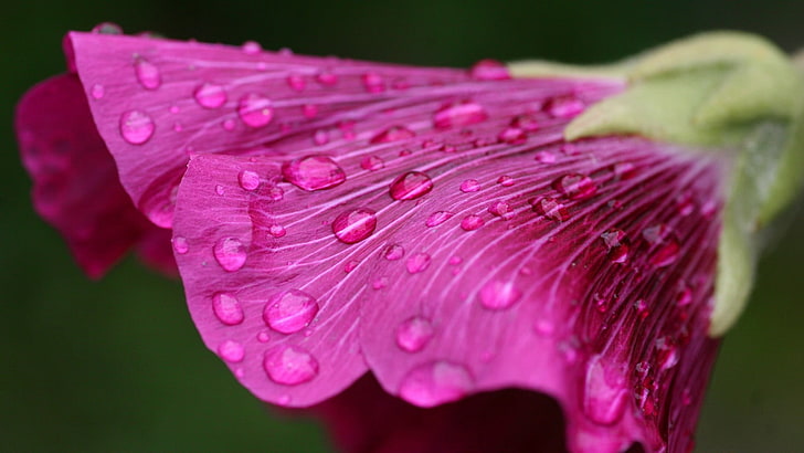 rosa Blütenblattblume, Blumen, Tau, rosa Blumen, Wassertropfen, Pflanzen, Makro, HD-Hintergrundbild
