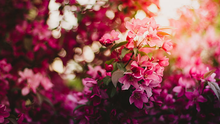 bunga, bunga merah muda, flora, mekar, cahaya, tanaman, taman, cabang, sinar matahari, perdu, Wallpaper HD