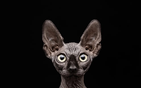 Sfinge grigia gatto, gatto, sfondo nero, Sfinge, Sfondo HD HD wallpaper