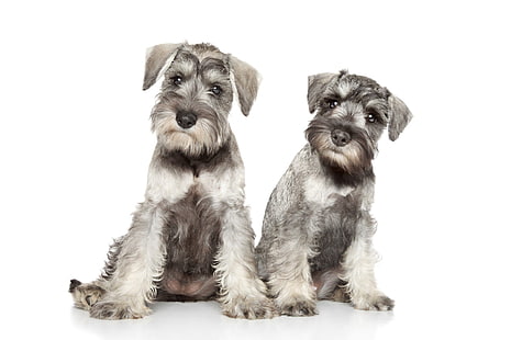 Dogs, Schnauzer, Dog, Pet, HD wallpaper HD wallpaper