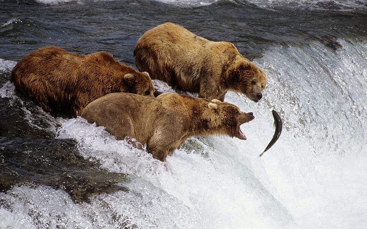 Brown Bears Alaska, alaska, bears, brown, HD wallpaper