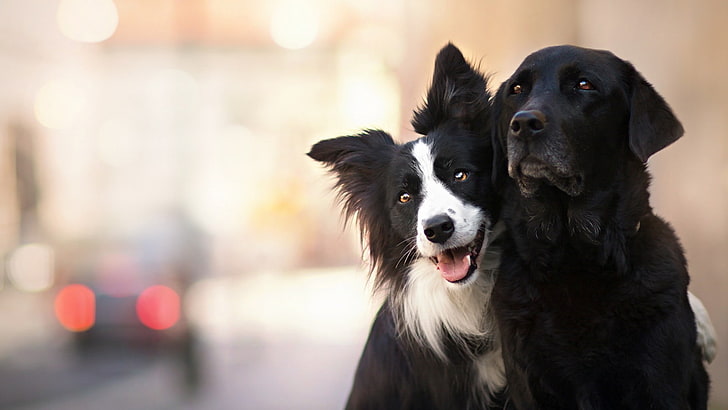 two white and black dogs, animals, dog, HD wallpaper