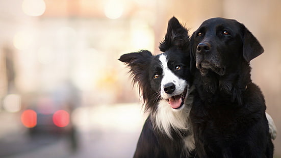 iki beyaz ve siyah köpek, hayvanlar, köpek, HD masaüstü duvar kağıdı HD wallpaper