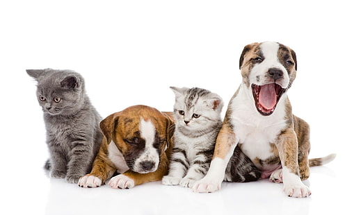 sfondo bianco, animali, cane, gatto, cuccioli, Sfondo HD HD wallpaper