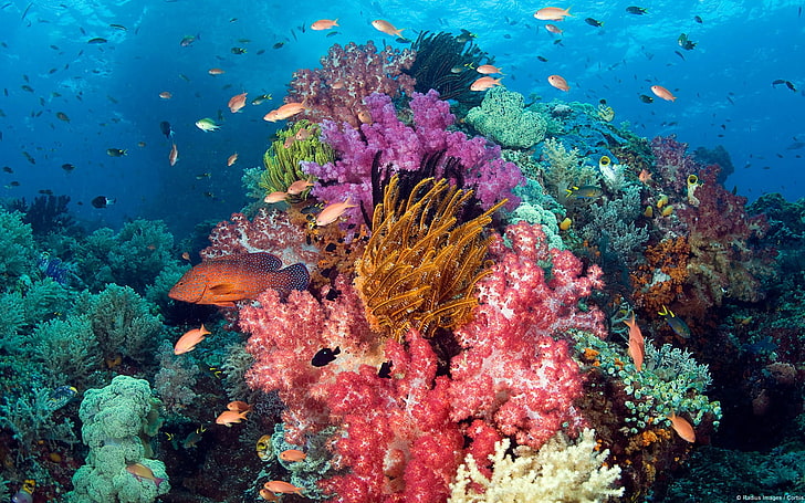 الكثير من الشعاب المرجانية ، الرسوم المتحركة ، المناظر الطبيعية ، المرجان ، الحيوانات ، الأسماك ، الطبيعة ، البحر، خلفية HD