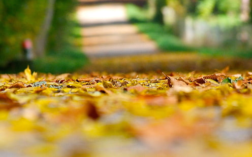 осень, листья, макро, фон, земля, широкоформатные, обои, желтые листья, размытие, полноэкранные, HD обои, осенние обои, красивые обои, полноэкранные, HD обои HD wallpaper