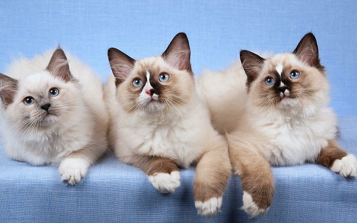 Üç Ragdoll Cats, yavru kedi, ragdoll, hayvan, hayvanlar, HD masaüstü duvar kağıdı