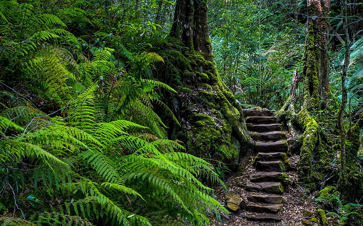 stairs, ferns, forest, HD wallpaper