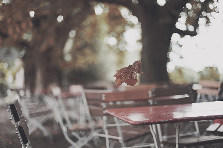 brown leaf, park, table, leaf, autumn, HD wallpaper