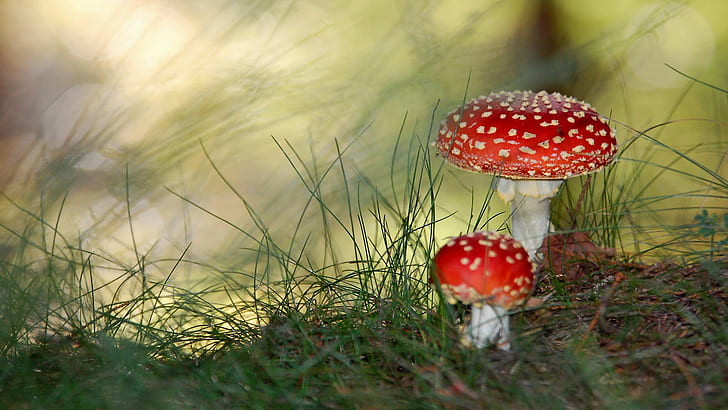 Small Mushrooms, small, mushrooms, HD wallpaper