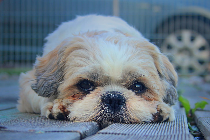 cão bronzeado de revestimento longo, shih tzu, cão, focinho, olhar, peludo, HD papel de parede