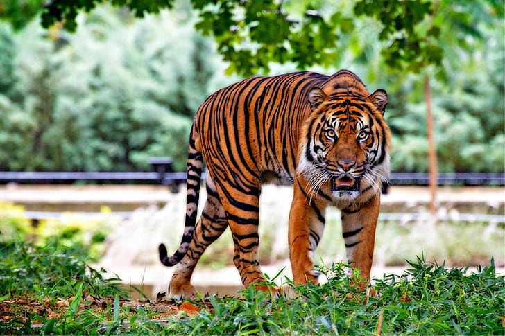 animal, big cat, grass, predator, sumatran tiger, tiger, wild cat, wildlife, HD wallpaper