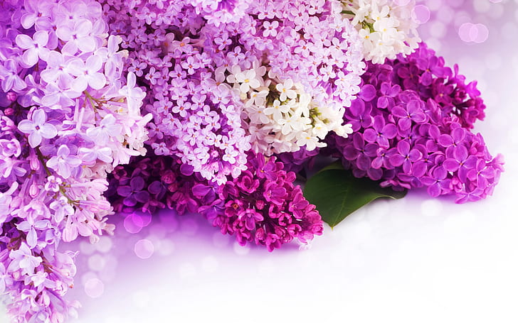 Lilac ungu dan kelopak putih, bunga close-up, Lilac, Ungu, Putih, Kelopak, Bunga, Wallpaper HD