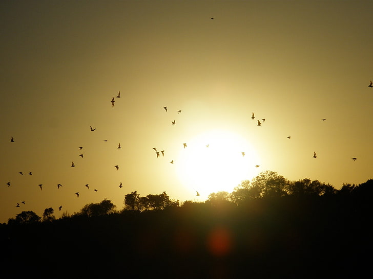 Fledermaus, Fledermäuse, Chiroptera, Herde, Säugetier, Schwarm, HD-Hintergrundbild