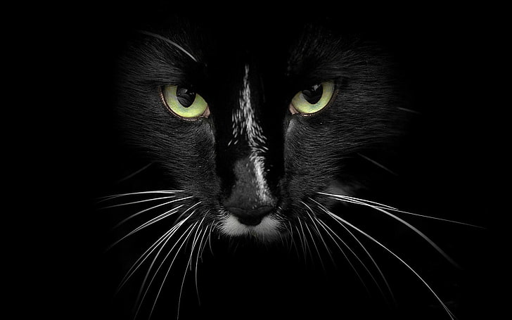 cara de gato negro, gato, felino, negro, Fondo de pantalla HD