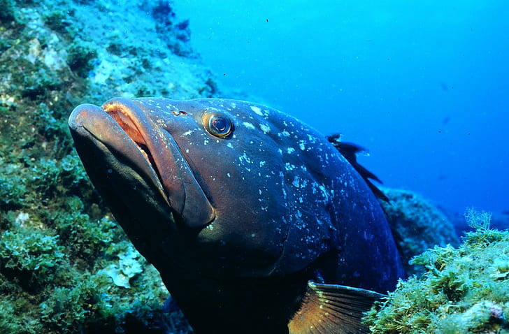 бразилски групер, риба, под вода, HD тапет