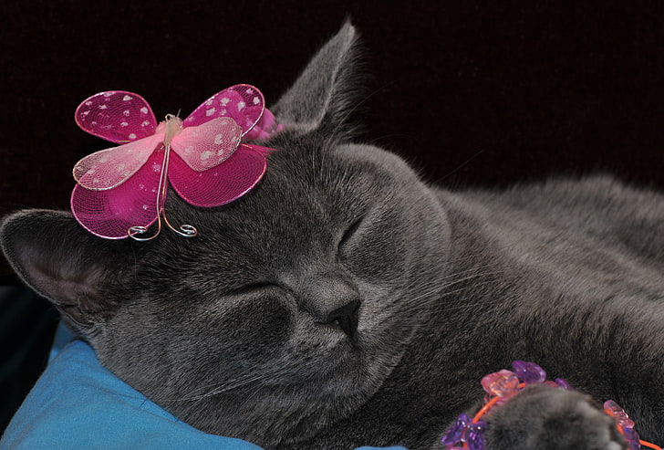 silver Persian cat, cat, briton, sleep, decoration, HD wallpaper