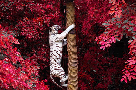 тигр, ствол дерева, белые тигры, большие кошки, HD обои HD wallpaper