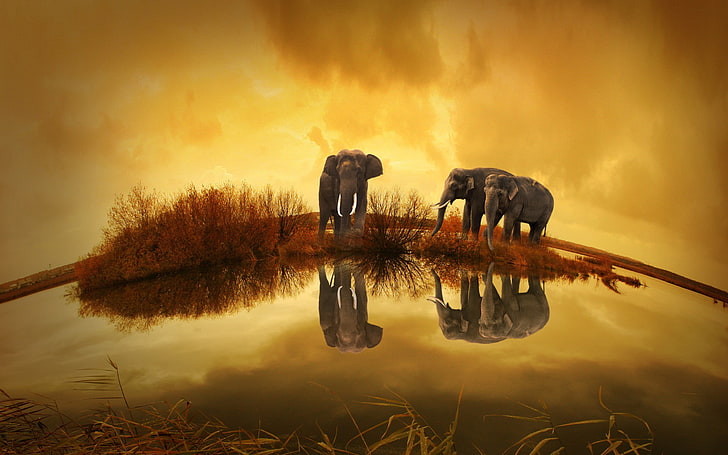 Tajlandia, zwierzęta, słoń, Tapety HD