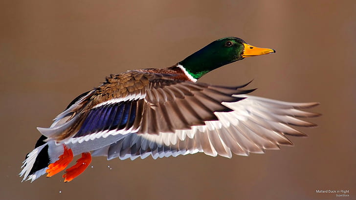 Mallard Duck in Flight, Birds, HD wallpaper