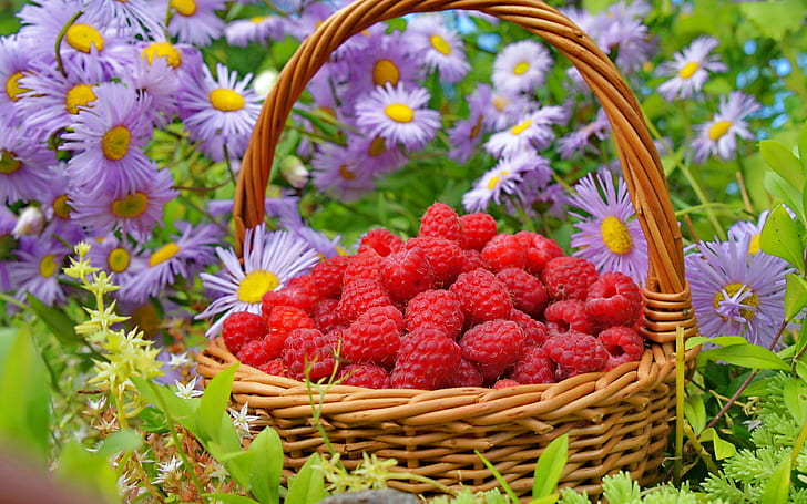 raspberries, basket backgrounds, berries, Flowers, download 3840x2400 raspberries, HD wallpaper