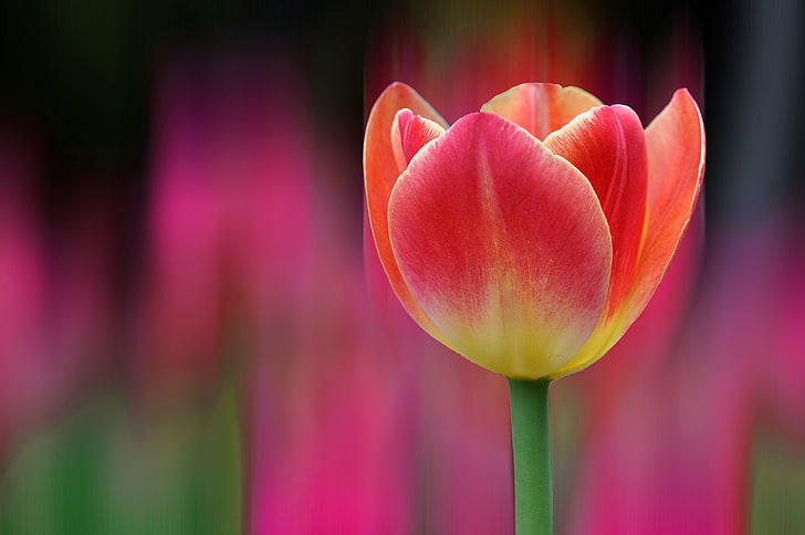 Tulpen, 4 K, Bokeh, HD-Hintergrundbild