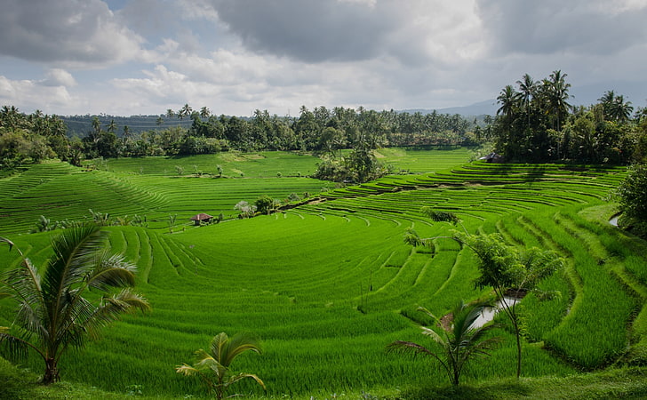 Asia, Nature, Landscape, Green, Trees, Field, Asia, Plantation, Clouds, Rice, bali, Agriculture, Paddy, riceterraces, paddies, rice fields, rice paddy field, HD wallpaper