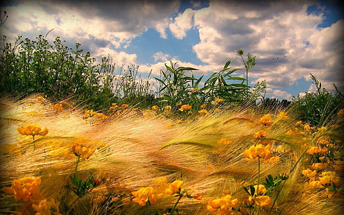 Spectacular Wheat Stalks On A Windy Hillside Hd Wallpaper 540072, HD wallpaper HD wallpaper
