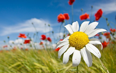 *** Flowery Field ***, natura, rumianek, pole, kwiaty, natur och landskap, HD tapet HD wallpaper