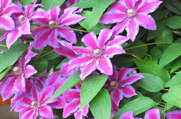 пурпурно-белые цветки с лепестками, клематисы, цветущие, полосатые, зеленые, крупный план, HD обои