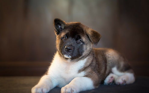 Akita Inu, cucciolo, bianco e nero akita cucciolo, cucciolo, animali, cane, Akita Inu, Sfondo HD HD wallpaper
