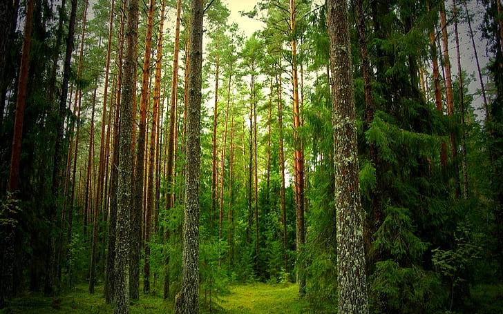 عجائب الغابة ، الطبيعة ، الغابة ، خضراء ، جميلة ، ثلاثية الأبعاد ومجردة، خلفية HD