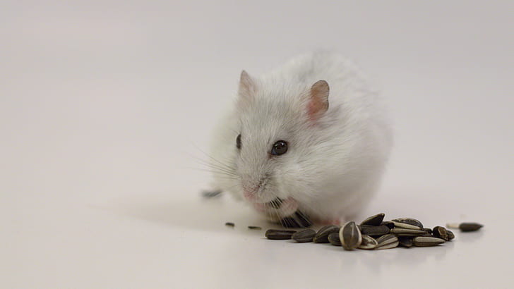 white mouse eating seed, IMG, CR2, white, mouse, eating, seed, hamster, rodent, animal, mammal, rat, pets, cute, whisker, fur, close-up, HD wallpaper