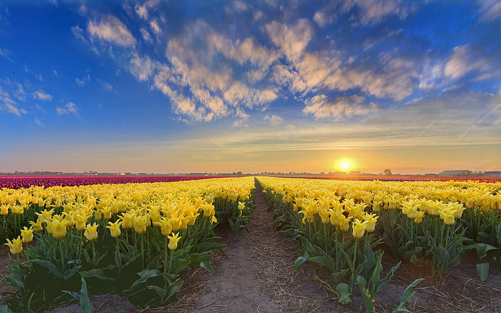 Gold Sunset Holandia Wiosenna plantacja kwiatów z żółtymi czerwonymi i różowymi tulipanami 4k Ultra Hd Tv Tapeta na pulpit Laptop Tablet i telefony komórkowe 3840 × 2400, Tapety HD
