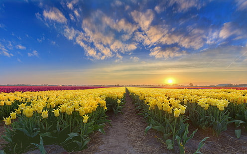 Gold Sunset Holandia Wiosenna plantacja kwiatów z żółtymi czerwonymi i różowymi tulipanami 4k Ultra Hd Tv Tapeta na pulpit Laptop Tablet i telefony komórkowe 3840 × 2400, Tapety HD HD wallpaper