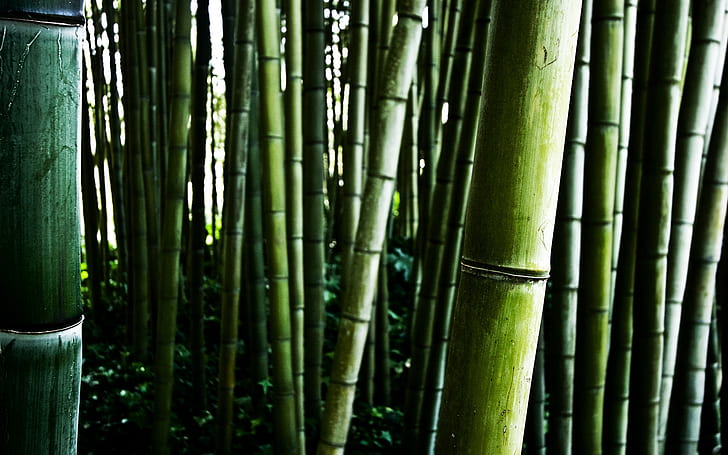 Bamboo stalks, HD wallpaper