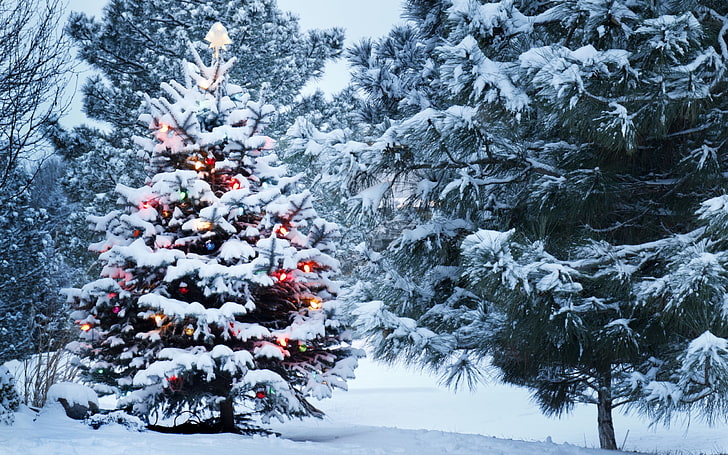 Коледно дърво, Коледа, Нова година, коледни светлини, борови дървета, сняг, HD тапет