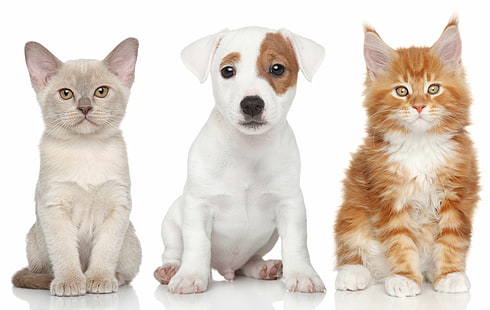 5917x3744 px, zwierzęta, Baby7, koty, słodkie, psy, kotek, kocięta, szczeniak, trzy, Tapety HD HD wallpaper