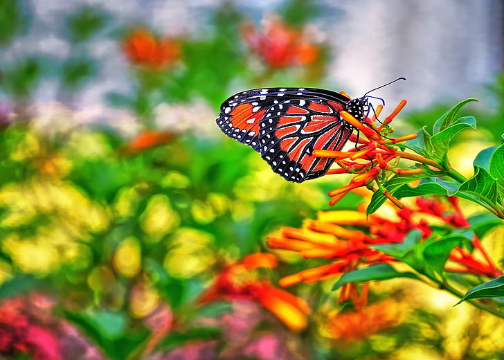 nature, papillon, Fond d'écran HD
