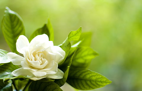 fleur de gardénia blanche, blanche, fleur, feuilles, pétales, gardénia, Fond d'écran HD HD wallpaper