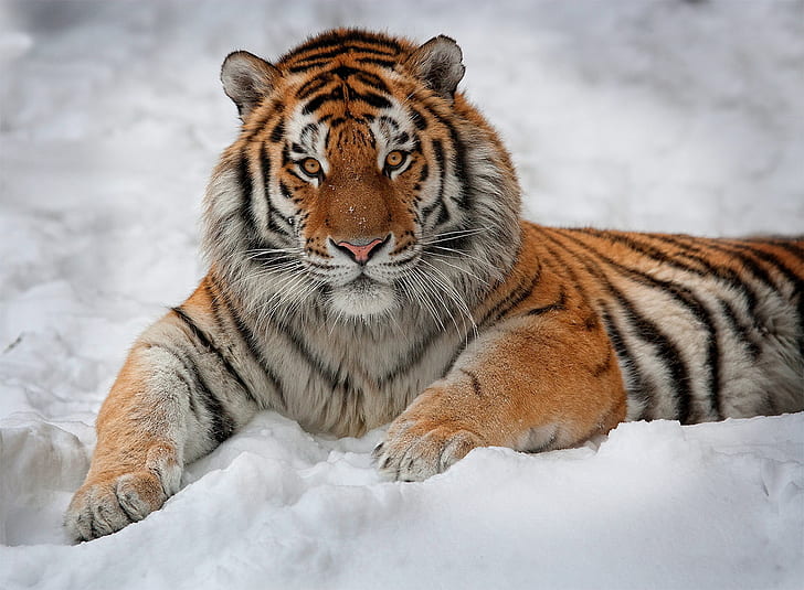 Котки, тигър, амурски тигър, животно, сибирски тигър, сняг, HD тапет