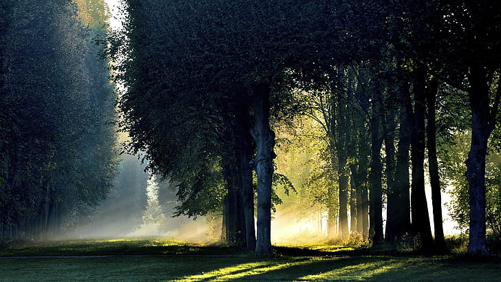 ป่าต้นไม้ตอนเช้าแสงแดดหมอกฤดูใบไม้ร่วงป่าต้นไม้ตอนเช้าแสงแดดหมอกฤดูใบไม้ร่วง, วอลล์เปเปอร์ HD