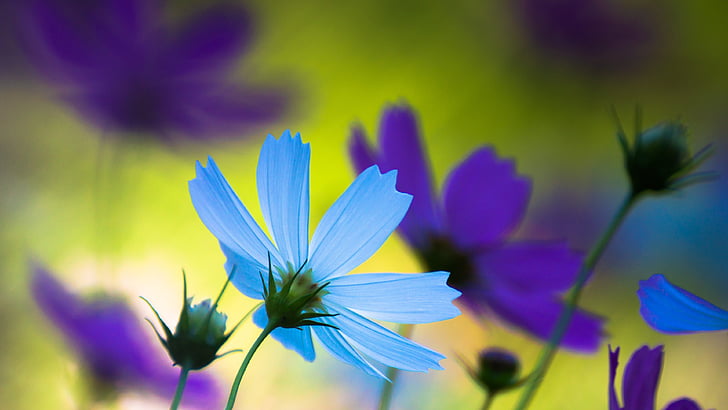 pétale, fleur bleue, flore, fleurs sauvages, fleurs du cosmos, gros plan, Fond d'écran HD